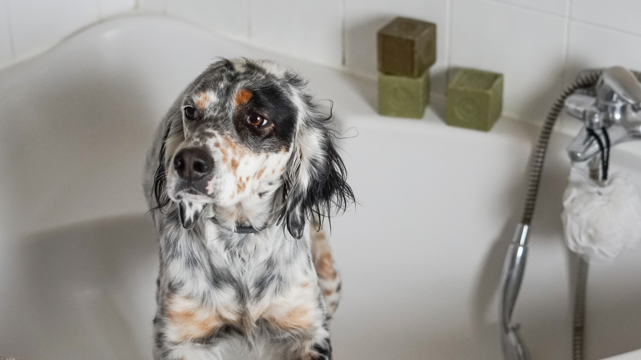 Laver son chien au savon de marseille